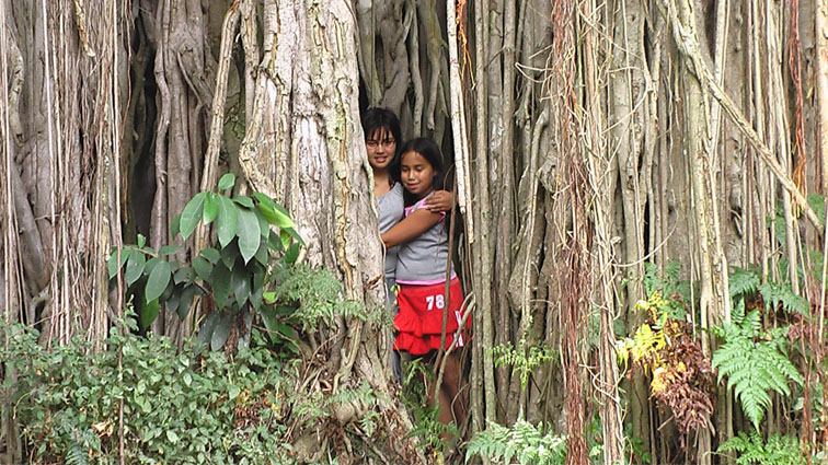 Giant banyan tree at Simanindo