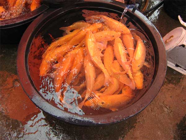 Goldfish being sold at the market in Parapat