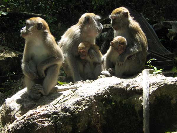 Monkeys at Sibaganding, near Parapat