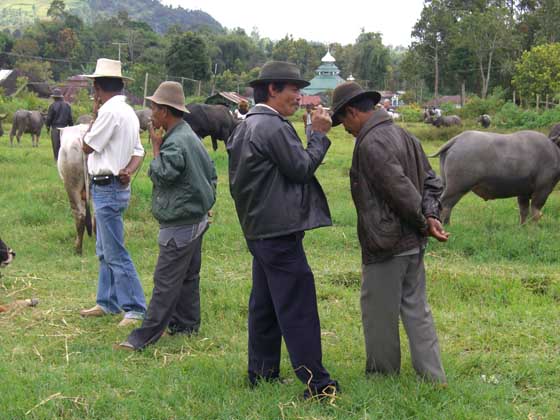 Local cowboys at a cattle market near Bukittinggi