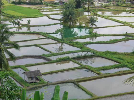 Beautiful ricefields near Bukittinggi