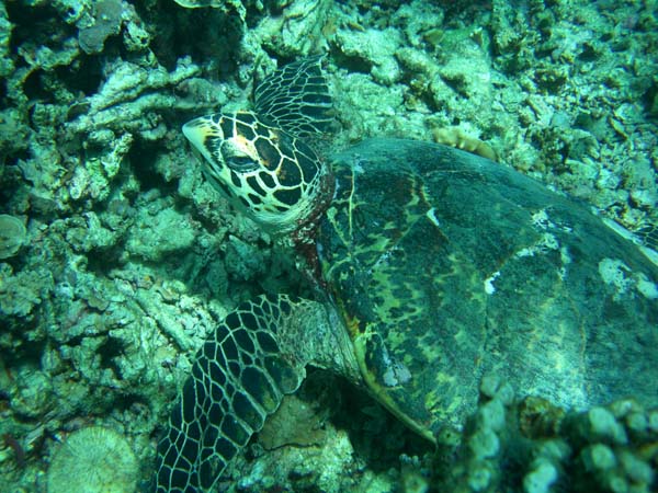 Turtle at Weh Island