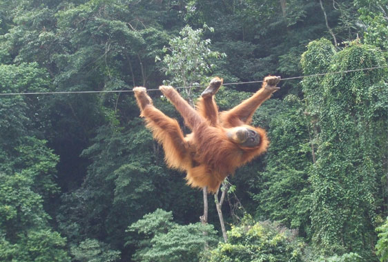 Orangutan crossing the Bohorok river at Bukit Lawang