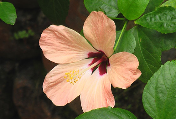 Beautiful hibiscus flower in Bukit Lawang rainforest