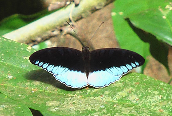 Beautiful morpho butterfly in the jungle of Bukit Lawang