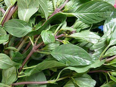 Ingredients & spices - Basil - Daun selasih, daun kemangi