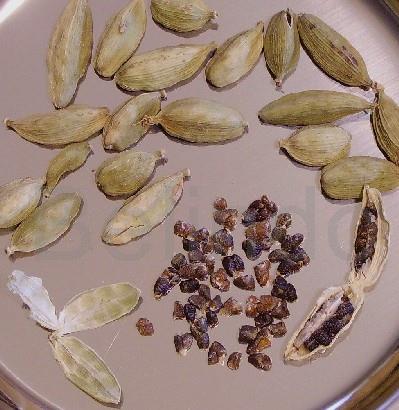Ingredients & spices - Cardamom - Kapulaga