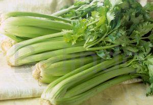 Ingredients & spices - Celery - Seledri
