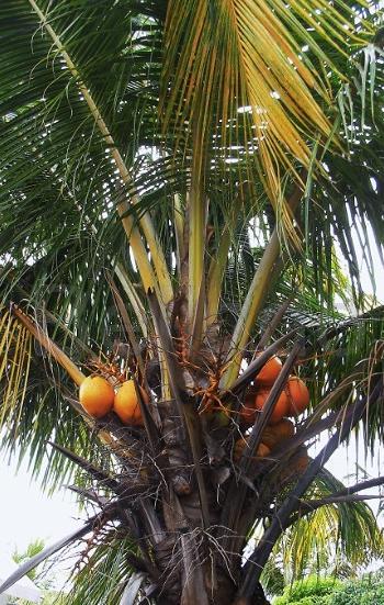 Ingredients & spices - Coconut - Kelapa
